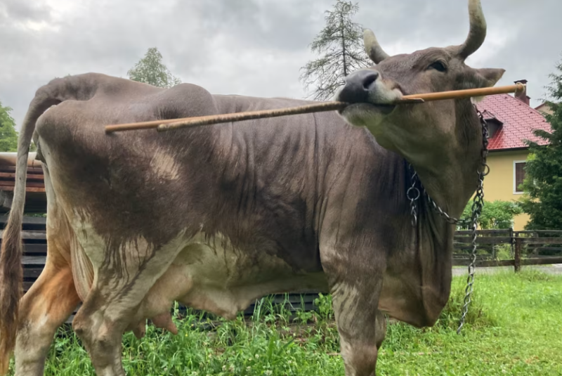 Vaca de estimação na Áustria impressiona cientistas ao usar vassoura como ferramenta