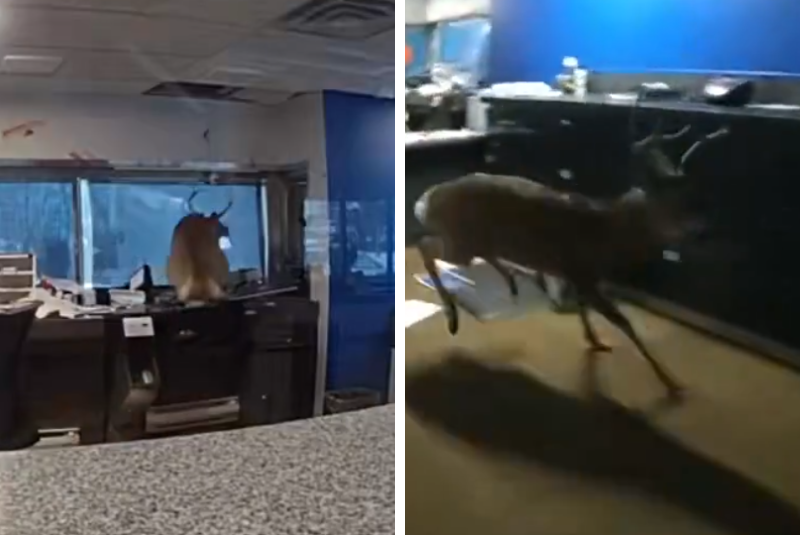 Cervo invade banco em Nova York, resiste à contenção e é libertado pela polícia