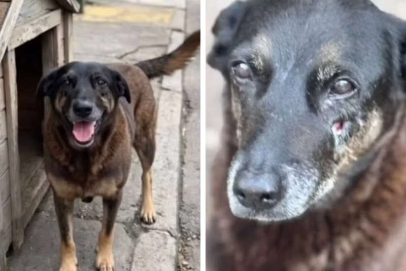 Morte brutal do cão Orelha em Florianópolis provoca comoção e ação da polícia em SC