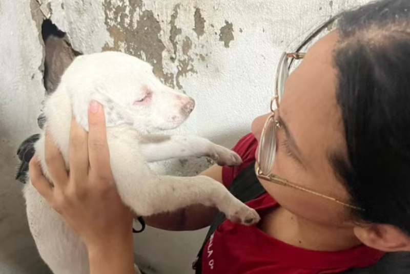 Filhote de cachorro é resgatado pelos bombeiros após ficar preso entre paredes em Manaus