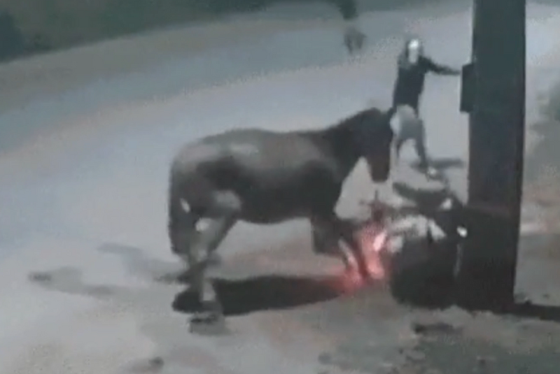 Motociclista é derrubado por cavalo solto e assaltado em seguida por criminosos em Imperatriz