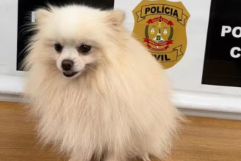 Homem é preso após invadir casa e furtar cachorro no Lago Norte, DF