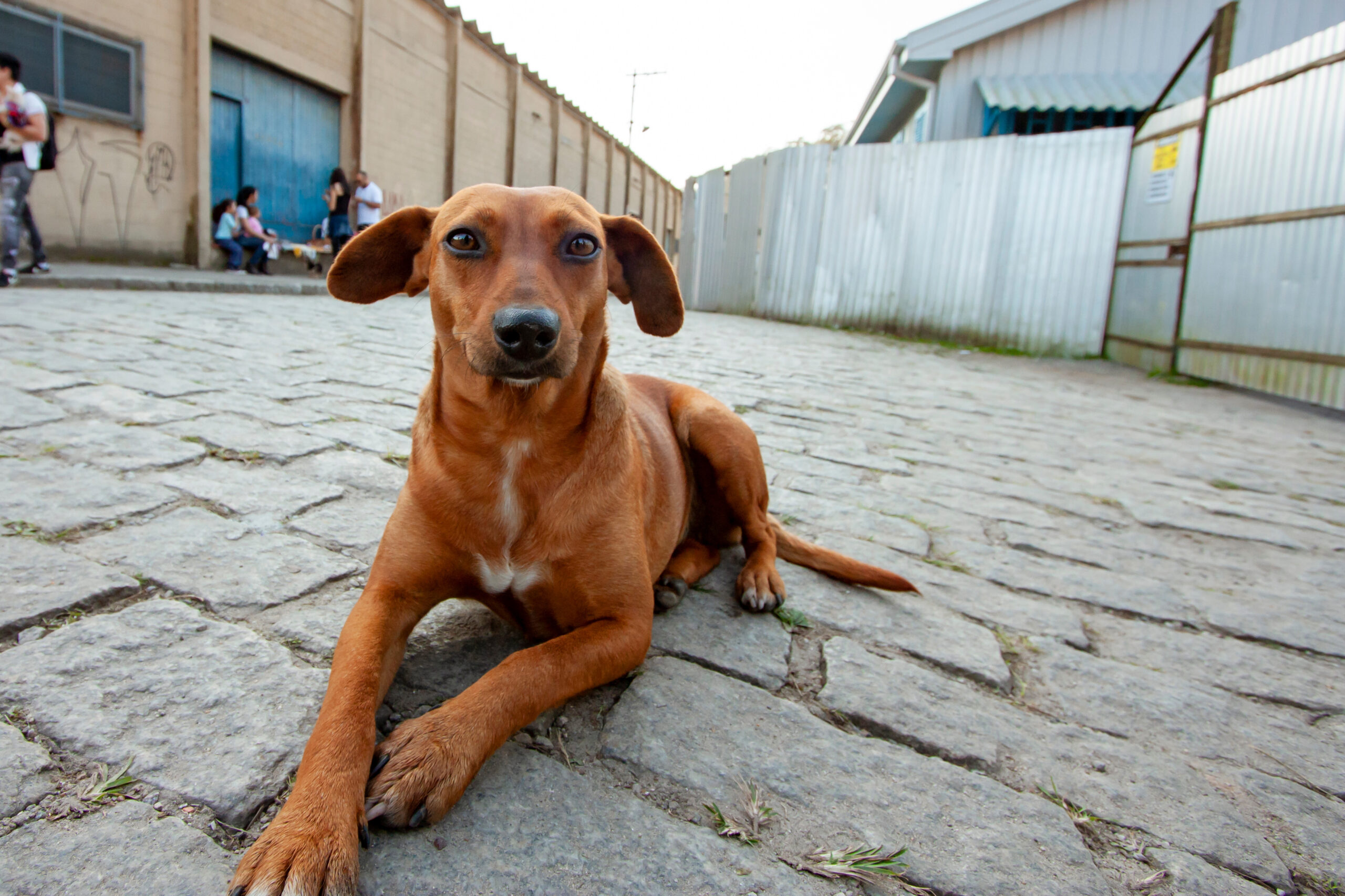 “Vira-Lata Caramelo” vira patrimônio cultural de São Paulo e símbolo da proteção animal