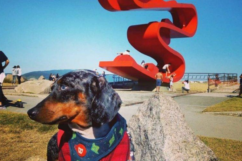 A Prefeitura de Santos sancionou a Lei nº 4.723/2026, que institui o Cadastro Municipal de Pessoas Envolvidas em Maus-tratos contra Animais.