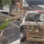 Animais silvestres são...