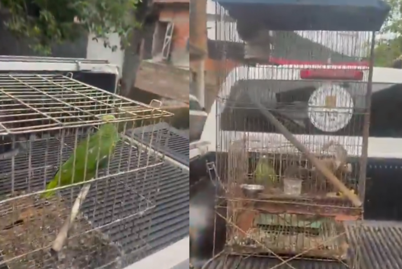 Três animais silvestres foram resgatados por agentes do 1º Distrito Policial de Guarujá, no litoral paulista, na tarde da última...
