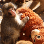 Filhote órfão emociona...