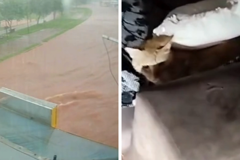 Temporal causa destruição em Ituiutaba, e bombeiros resgatam gato de casa alagada