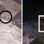 Bombeiros resgatam cachorro...