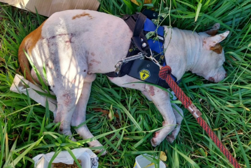 Homem é preso após espancar cachorro no Lagoinha, em Uberlândia