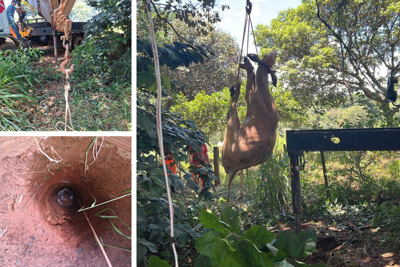 Vaca é resgatada após cair em cisterna de 18 metros na zona rural de Araxá
