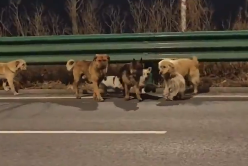 Sete cães roubados percorrem 17 km e retornam para casa na China