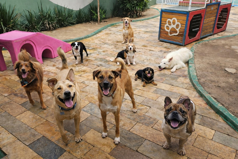 Socialização entre cães ganha espaço e melhora comportamento e bem-estar dos pets