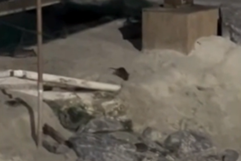 Uma grande quantidade de ratos foi flagrada na faixa de areia de uma praia em Mongaguá, no litoral de São Paulo, na altura...