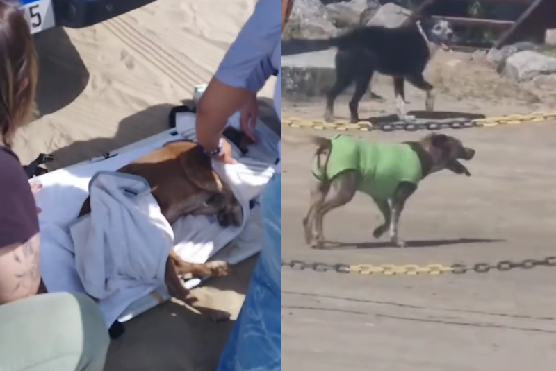 A cachorra Neguinha, que havia sido brutalmente atacada com golpes de faca na orla do Canto do Forte, em Praia Grande (SP), finalmente...
