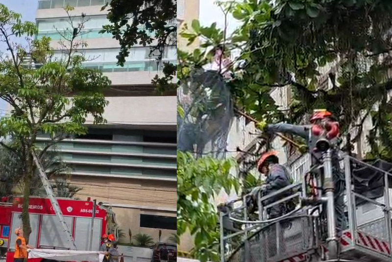 Um gato preso no alto de uma árvore mobilizou equipes do Corpo de Bombeiros na manhã desta sexta-feira (6), na Avenida Washington Luís...