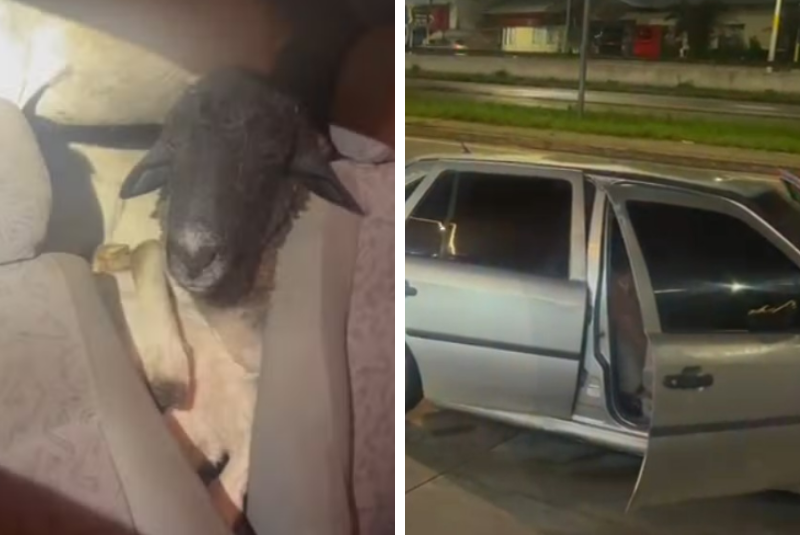 PRF encontra carro com 18 bodes amontoados e sete mortos em Caruaru