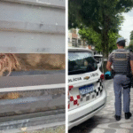 Cães são resgatados...