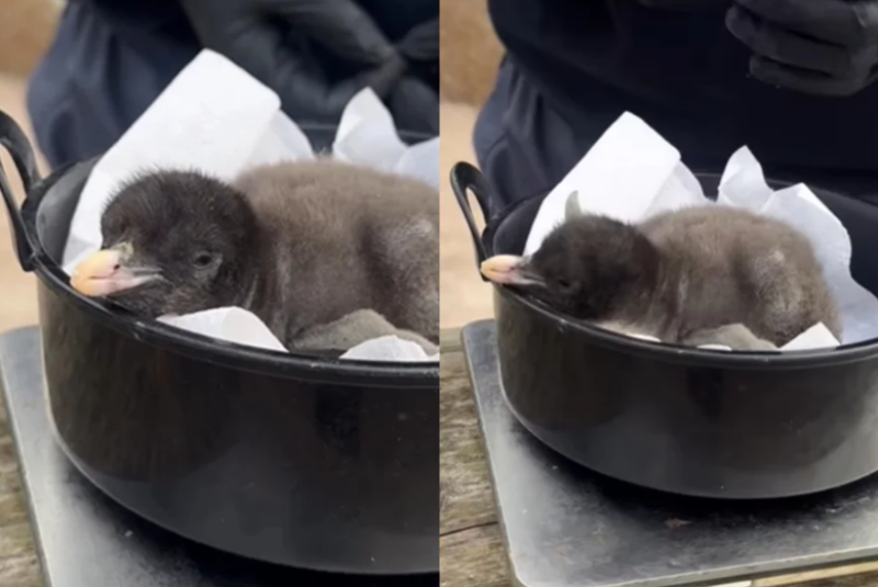 Filhotes de pinguim do tamanho de kiwi nascem em zoológico de Edimburgo