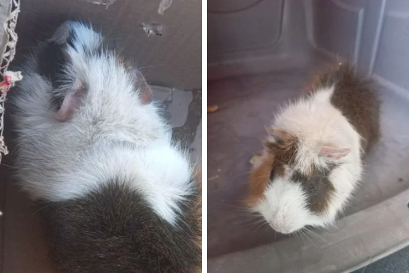 Porquinha-da-índia grávida é resgatada após ser abandonada no lixo em Guarujá (SP)