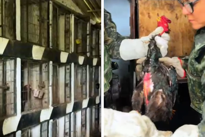 Operação resgata 53 galos vítimas de rinhas em Santos e Guarujá