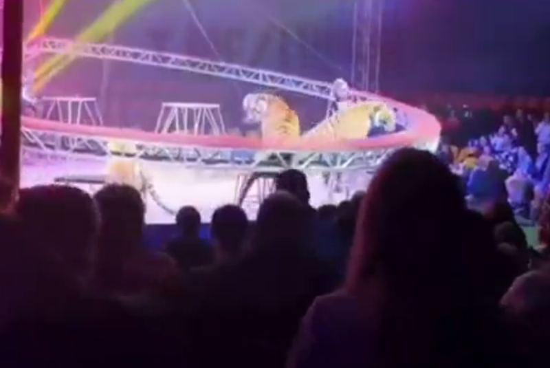 Pânico em circo: tigre salta em direção ao público após falha de segurança na Rússia