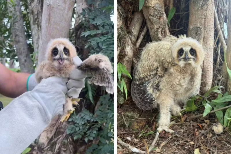 Filhotes de coruja são resgatados em condomínio de luxo no Guarujá