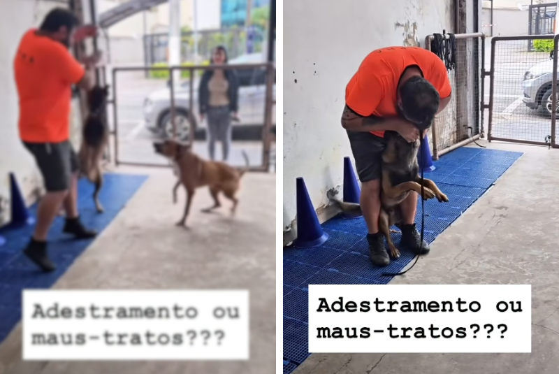 Adestramento ou Maus-Tratos? Denúncia gera polêmica sobre práticas irresponsáveis