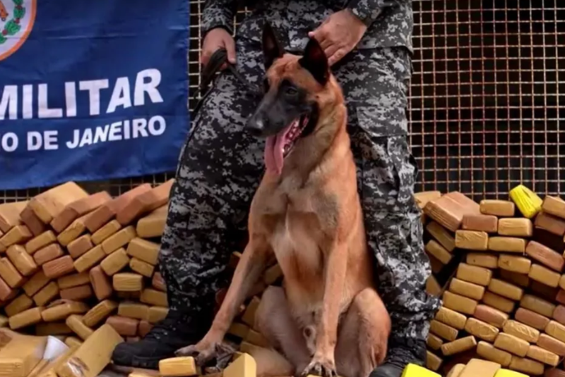 Cão Hulk realiza maior apreensão de drogas do Brasil no Complexo da Maré