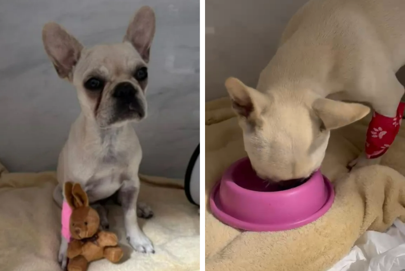Filhote de buldogue francês ingeriu 55 pedras de crack, será adotada, em SC