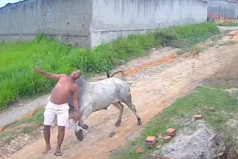Boi ataca homem pelas costas e deixa vítima ferida em Paudalho