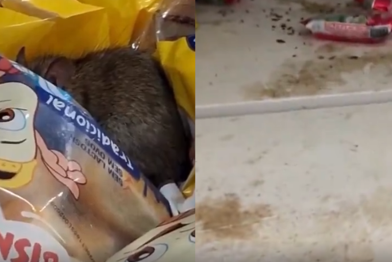 Um vídeo que circula nas redes sociais mostra um rato andando sobre produtos em um mercado de Praia Grande, no litoral de São Paulo.