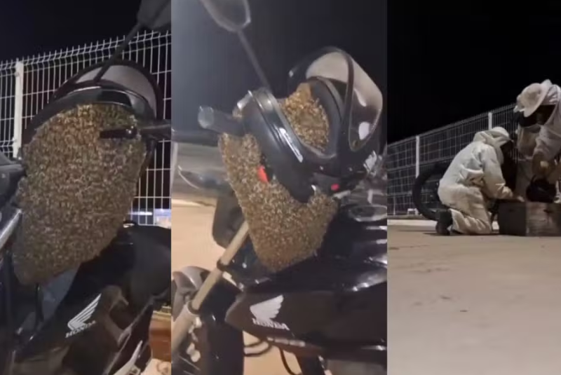 Um enxame migratório de abelhas africanizadas se agrupou em uma motocicleta no pátio de uma empresa em Botucatu (SP) na tarde desta...
