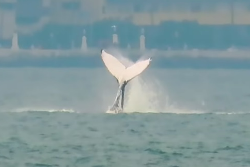 Aparição de baleia encanta público durante campeonato de surfe em Santos
