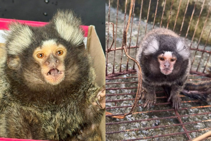 Grupamento de Defesa Ambiental de Guarujá resgata sagui vítima de maus-tratos e abandono