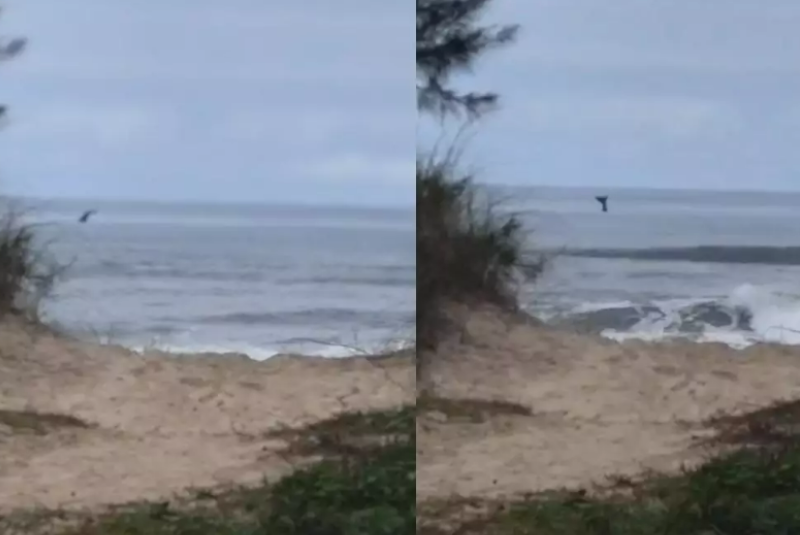 Baleia-jubarte é vista no litoral de SP e encanta banhistas em Ilha Comprida