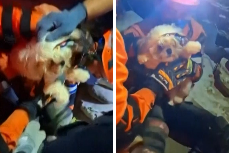 Cachorro é resgatado com vida dos escombros dias após terremotos na Venezuela