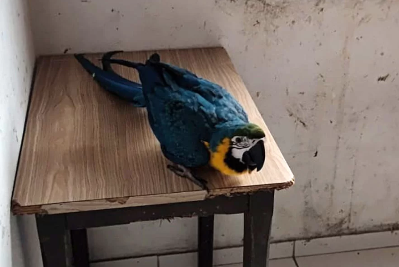 Duas aves silvestres mantidas sem autorização legal foram apreendidas nesta terça-feira (16) em Praia Grande, no litoral de São Paulo.