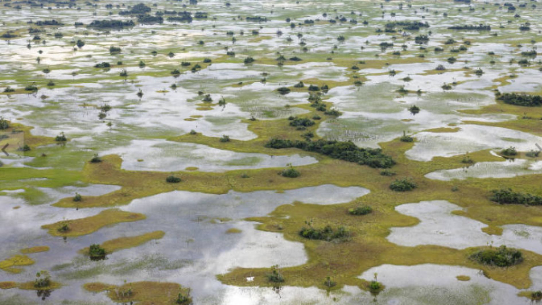 Pantanal