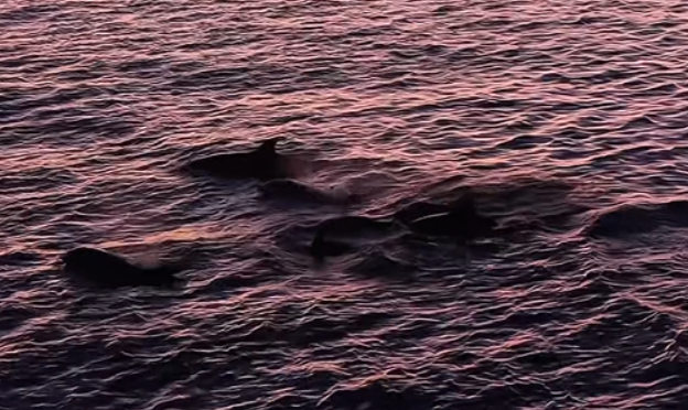 Golfinhos-nariz-de-garrafa animam pôr do sol em Arraial do Cabo
