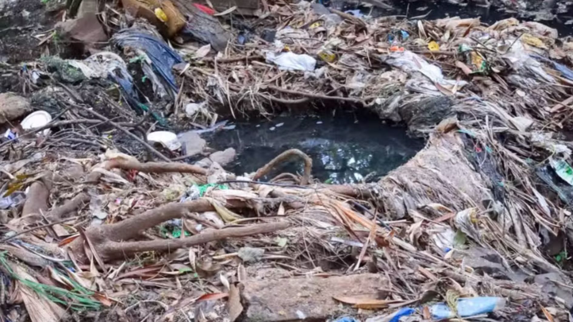 Contaminação no Parque do Sabiá
