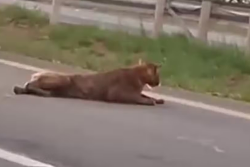 Onça-parda é flagrada sendo puxada pelo rabo em rodovia de Piracicaba