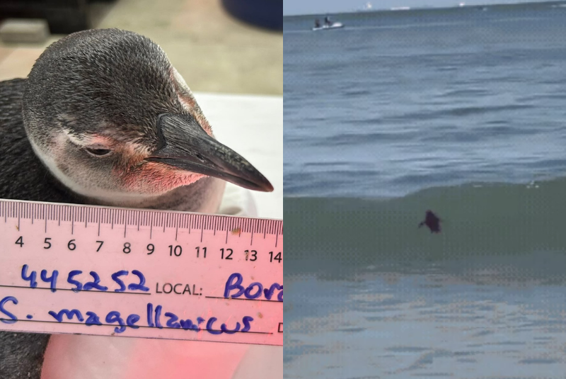 Pinguim-de-magalhães é resgatado após aparecer entre banhistas em Guarujá