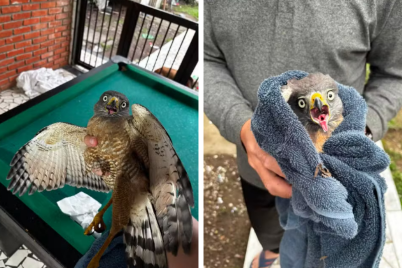 Gavião é resgatado após ficar preso em armadilha de cola em São Vicente
