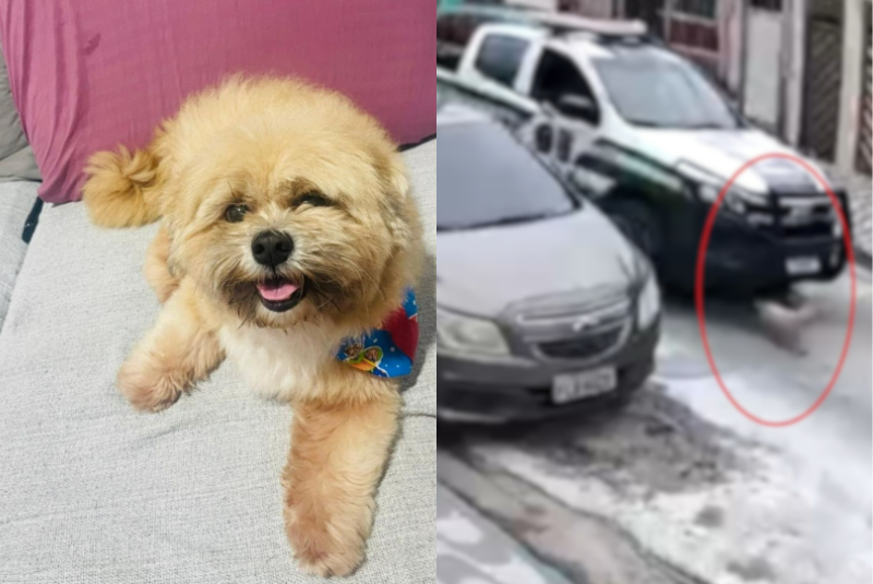 Cachorro morre após ser atingido por viatura da GCM Ambiental; família denuncia omissão de socorro