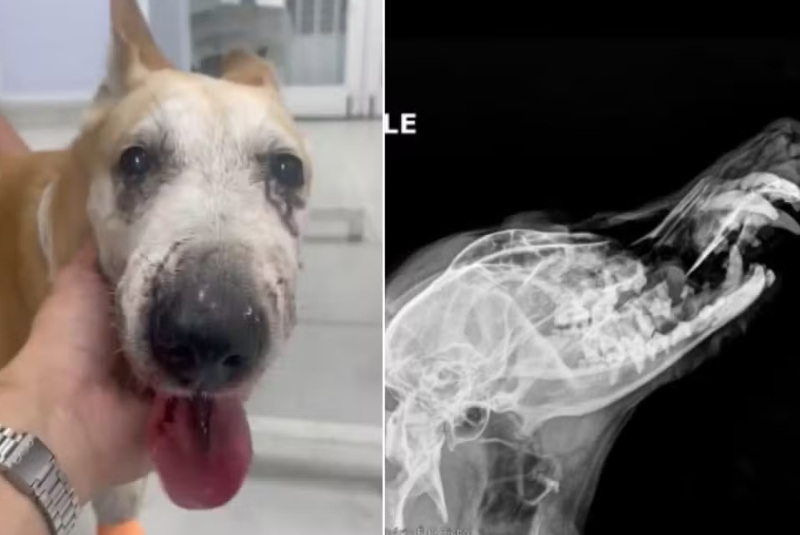 Uma cadela de nove anos ficou gravemente ferida após ser atacada por um cão da raça American Bully em Guarujá, no litoral de São Paulo.