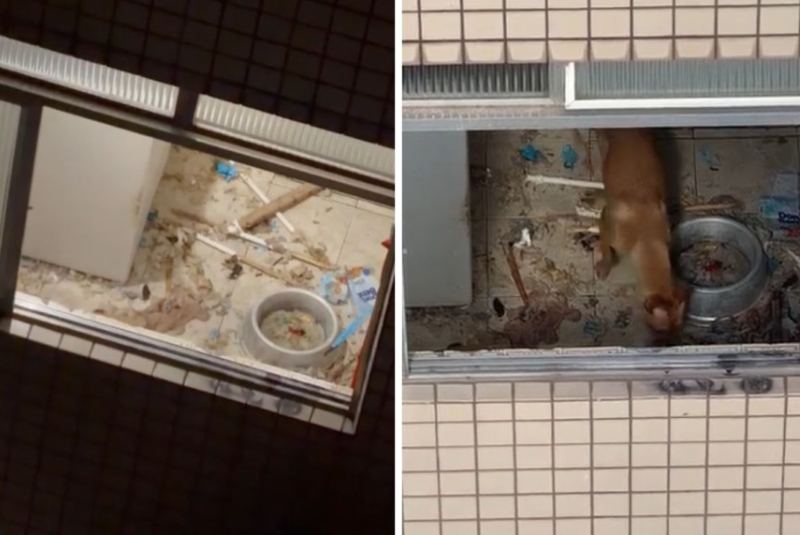 Dois cães foram resgatados de uma situação de maus-tratos na manhã desta terça-feira (21), no bairro Encruzilhada, em Santos, no litoral...