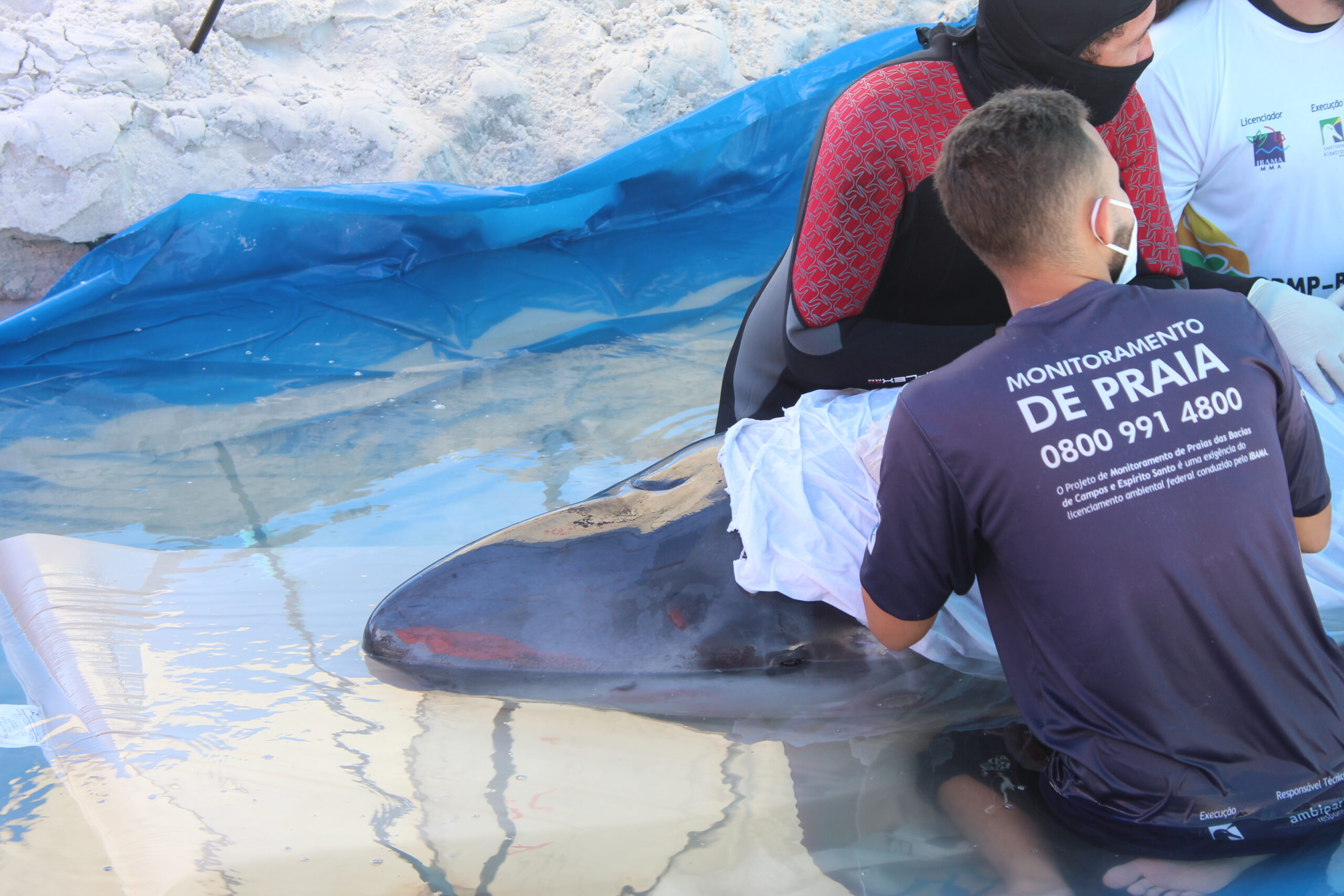 Após três encalhes, cachalote-pigmeu permanece em tratamento intensivo em Cabo Frio