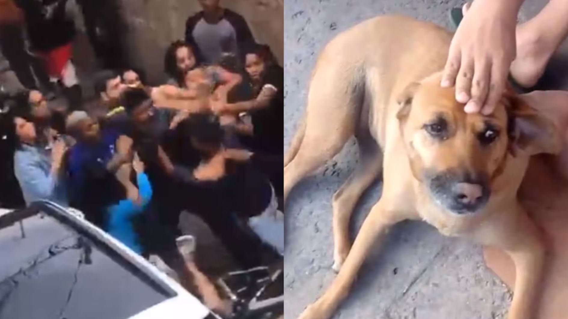 Vira-lata protege crianças de pitbull