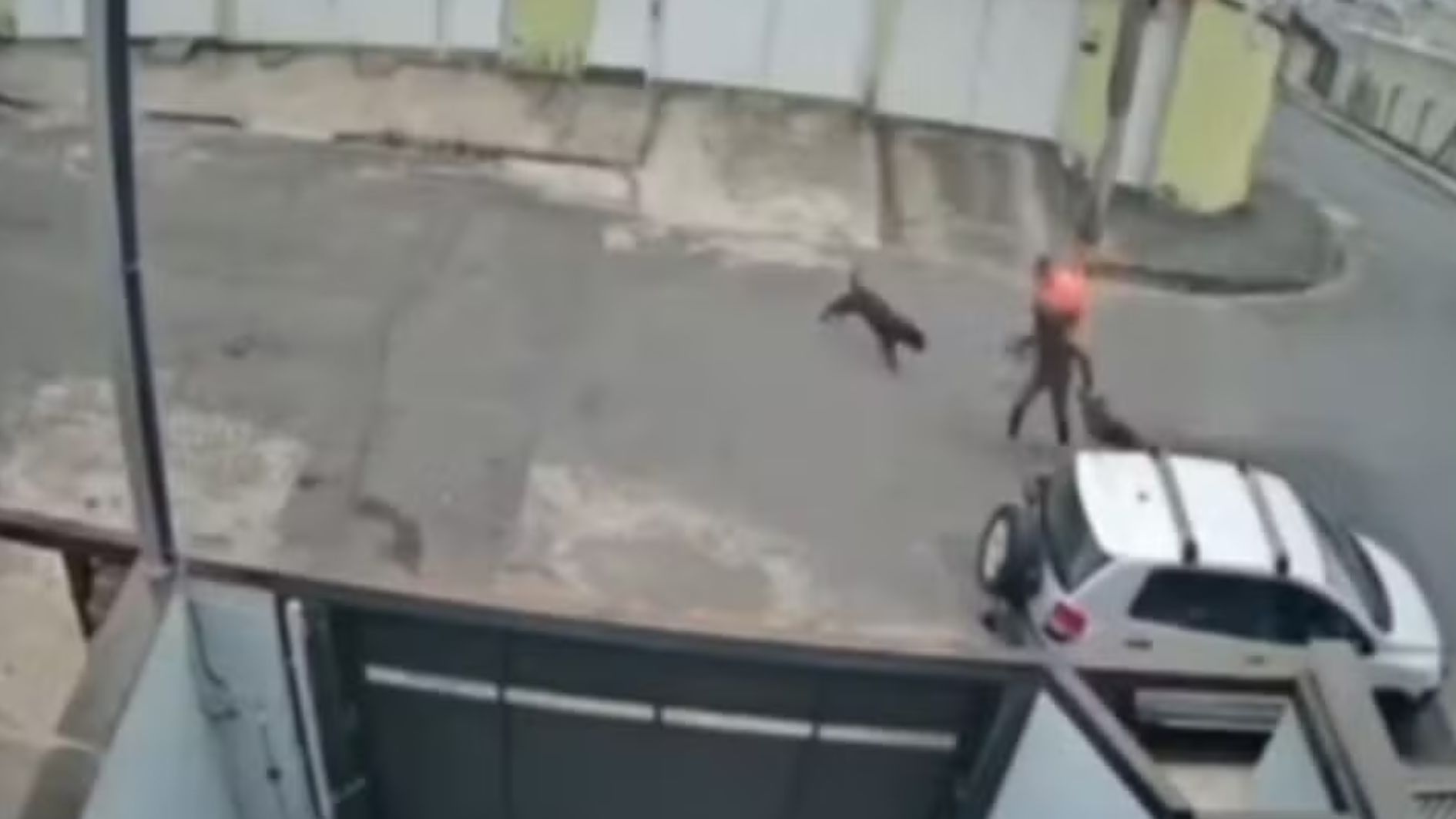 ataque de pitbull